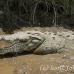 crocodile_american_tar_h_1515_cos2518.jpg